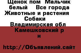 Щенок пом. Мальчик белый  - Все города Животные и растения » Собаки   . Владимирская обл.,Камешковский р-н